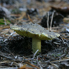 Условно-съедобные грибы зеленушка