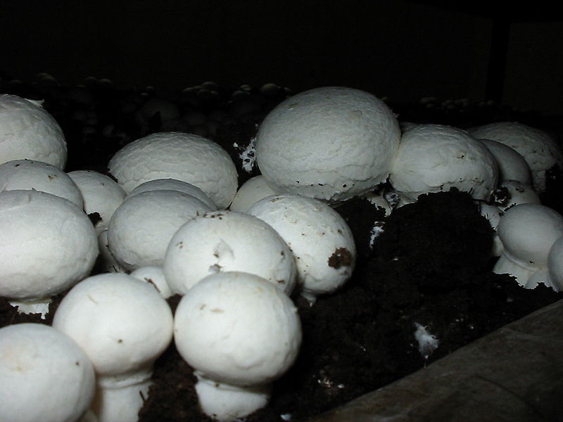 Гриб Agaricus bisporus 