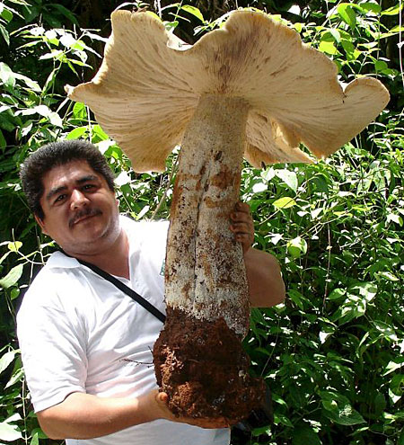 Мексиканский гигантский гриб