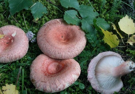 Условно-съедобные грибы волнушка