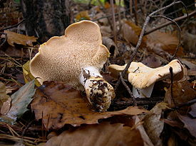 Виды съедобных грибов ежовики