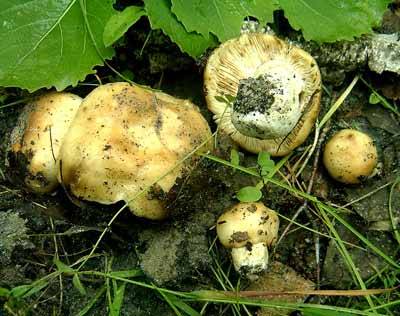 Условно-съедобный гриб валуй