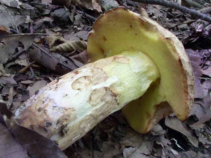 Виды съедобных полубелых грибов