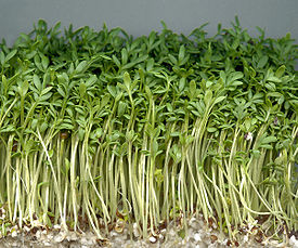 Лекарственное растение кресс-салат