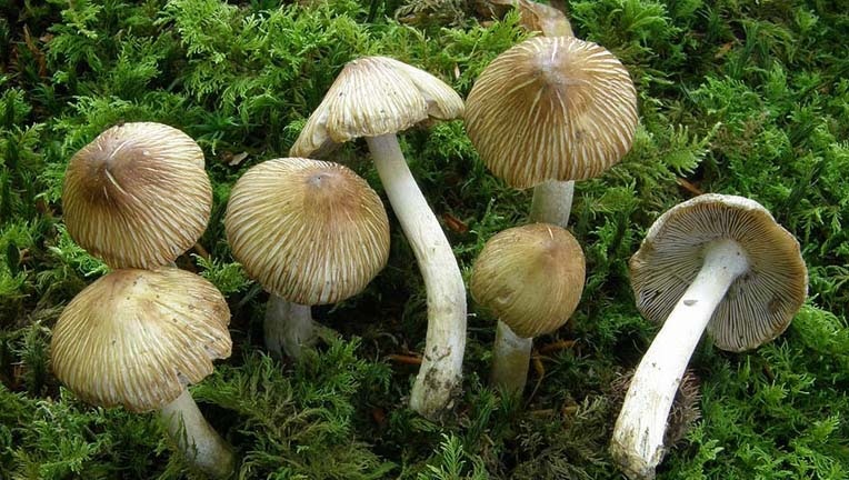 Ядовитые грибы иноцибе