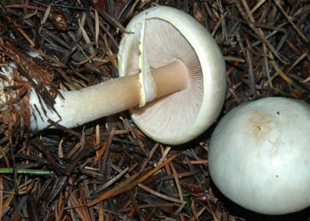 Съедобный гриб шампиньон перелесковый