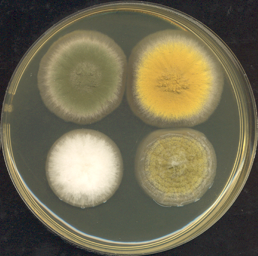 Четыре колонии Аспергилл трёхдневной выдержки