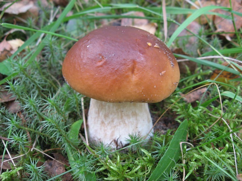 Белый гриб из рода Боровик