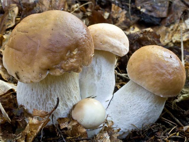 Методы выращивания белых грибов