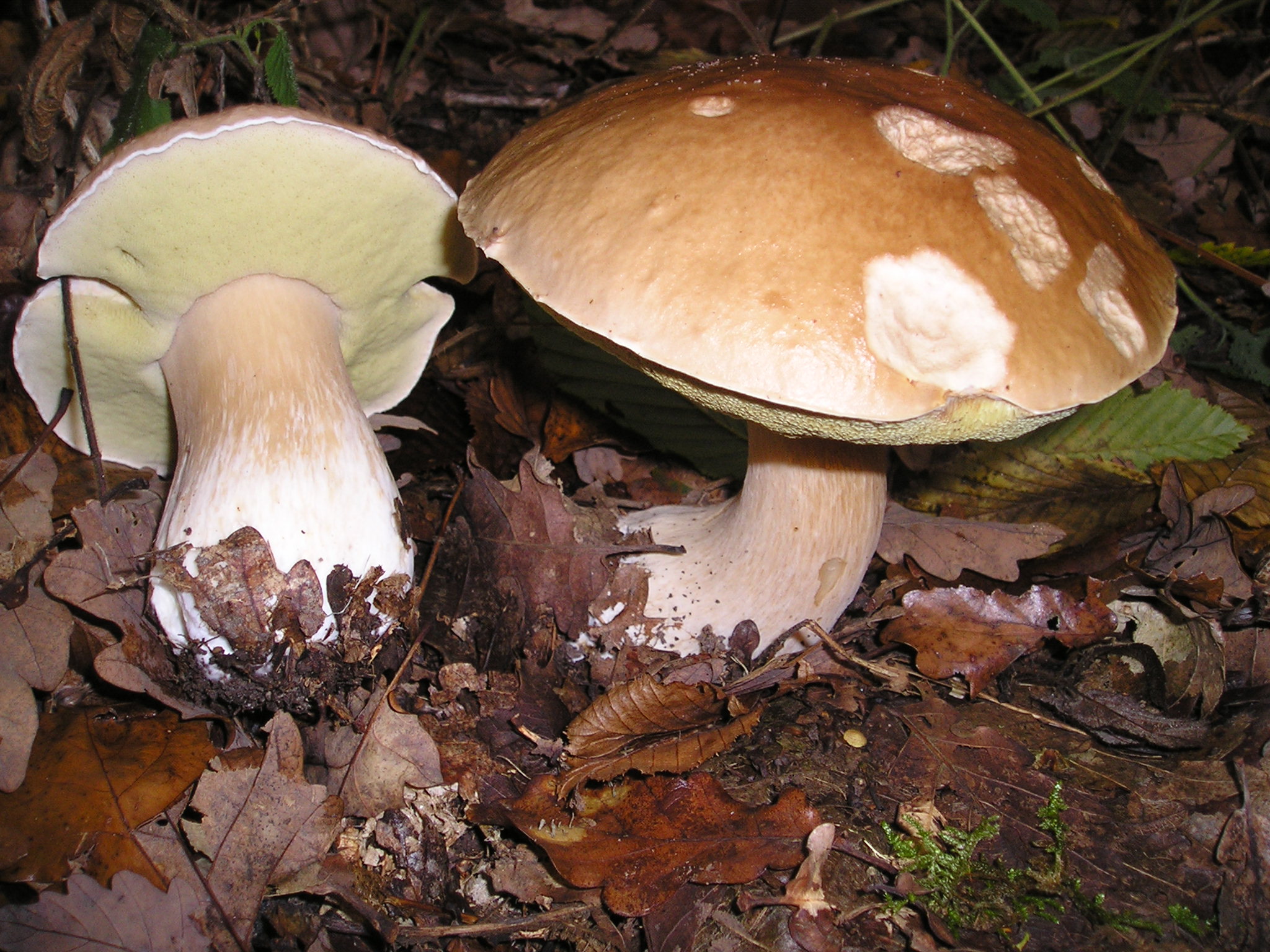 Белый гриб в листьях