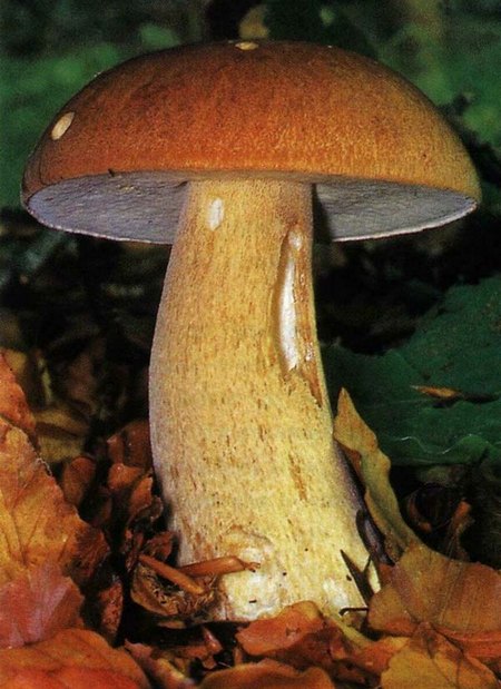 Съедобный гриб боровик сетчатый