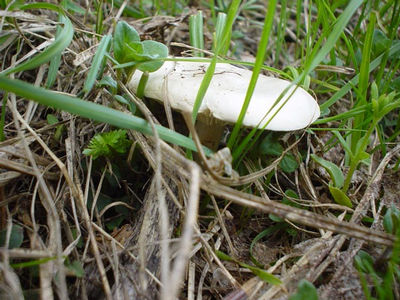 Белый степной гриб в лесу