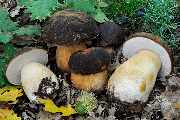 Съедобный белый гриб тёмно-бронзовый