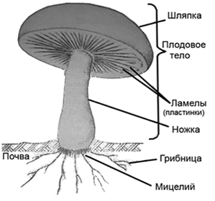 Классы грибов