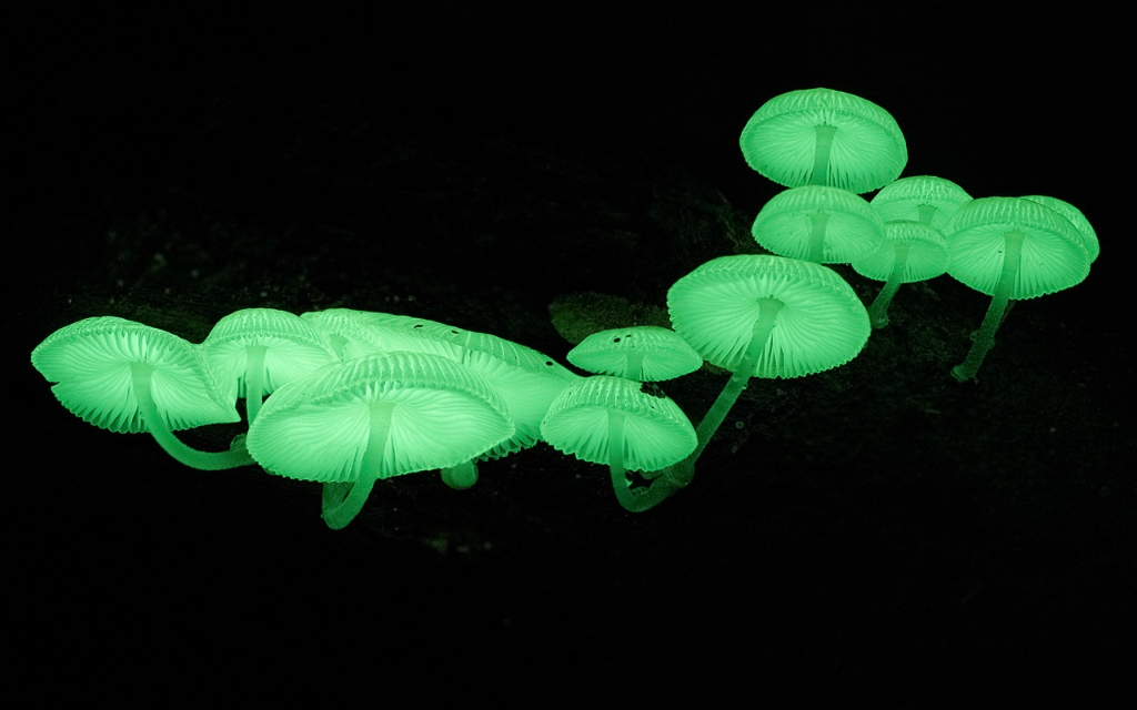 Малоизвестный биолюминесцентный гриб