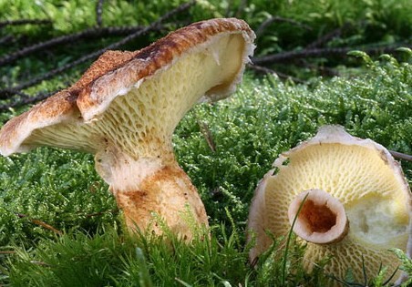 Виды съедобных грибов решетник
