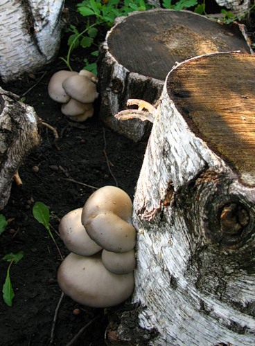 Ботаника грибов