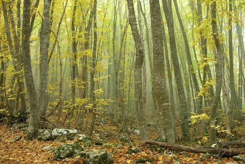 Сбор грибов в буковых лесах