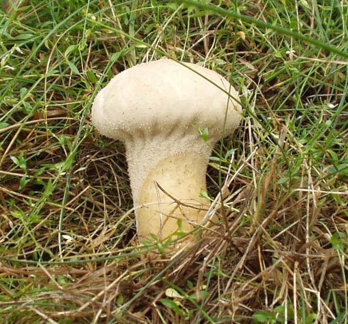 Условно съедобный гриб головач продолговатый
