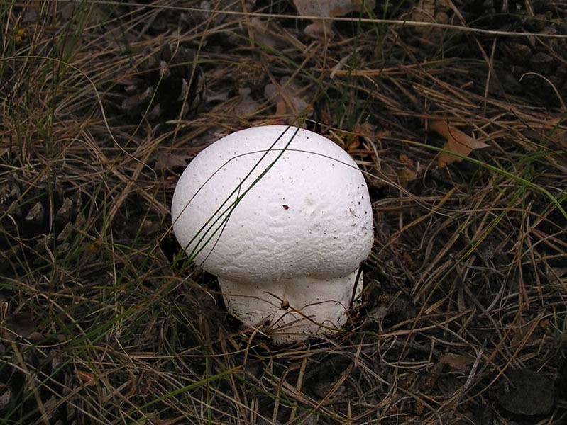 Условно съедобный гриб головач мешковидный