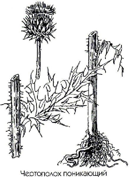 Лекарственное растение чертополох поникающий