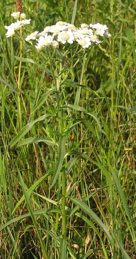 Лекарственное растение чихотная трава