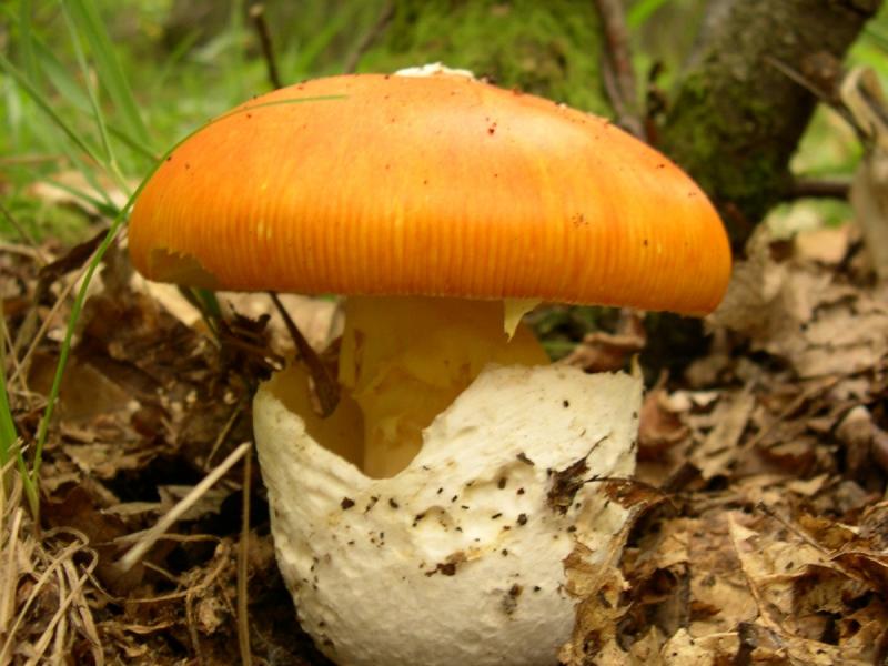 Польза грибов