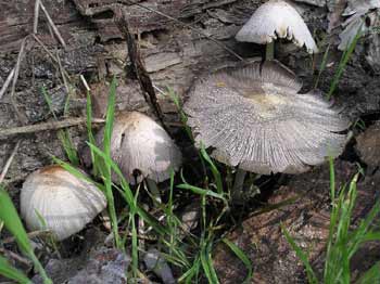 Условно съедобные грибы ивовые