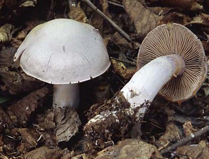Условно съедобный гриб паутинник бело-фиолетовый