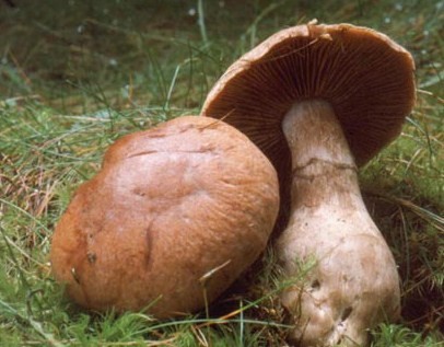 Условно съедобный гриб навозник лохматый