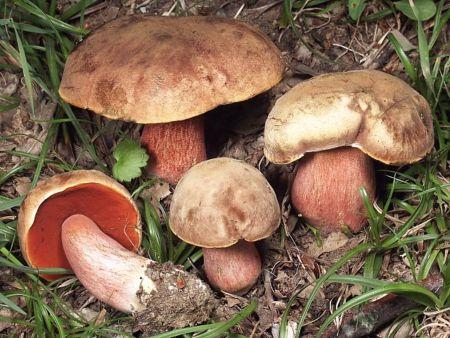 Условно съедобные грибы дубовики