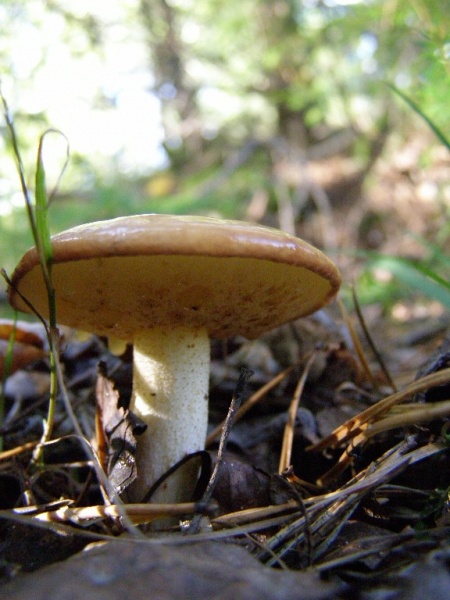 Роль грибов в природе 