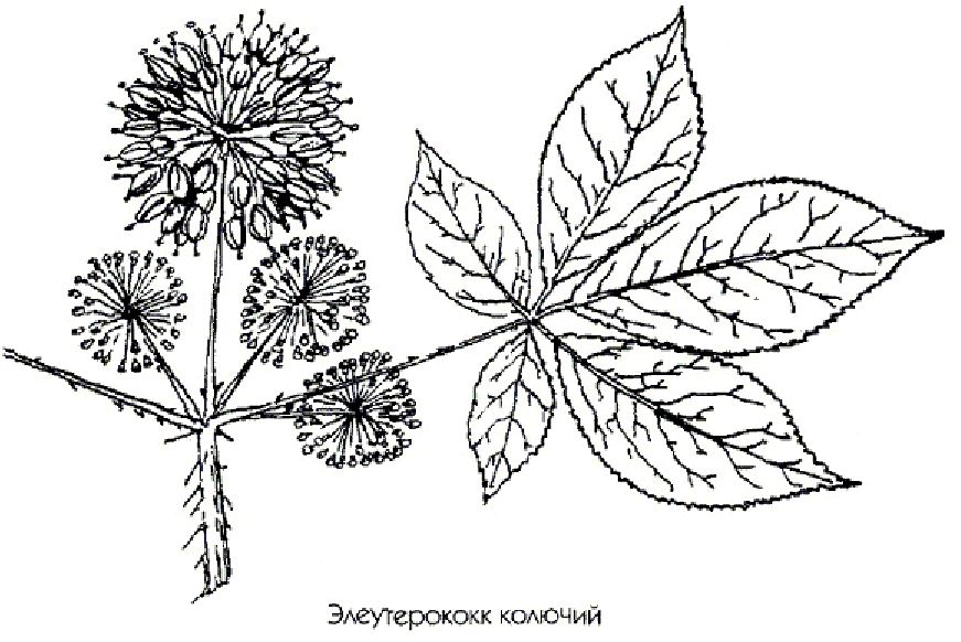 Кустарник элеутерококк колючий