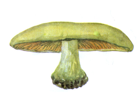 Съедобность и несъедобность грибов