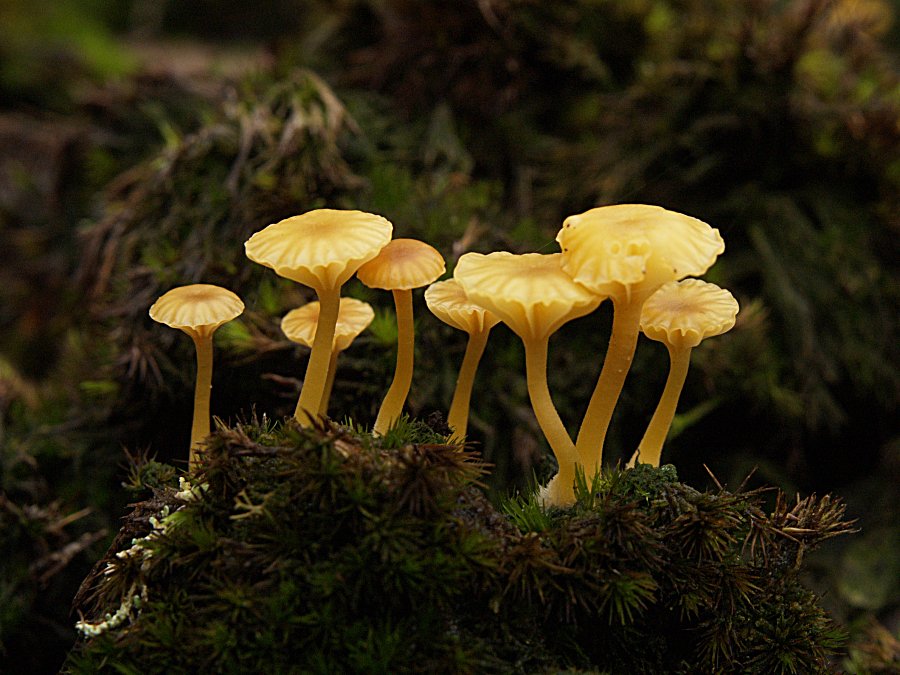 Характеристика грибов Fungi