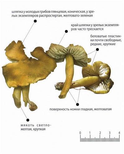 Гигроцибе лимонно-зеленая в разрезе