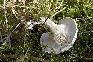 Ядовитый гриб говорушка беловатая