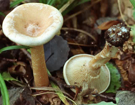 Ядовитый гриб говорушка подогнутая