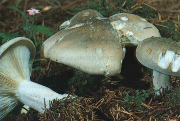 Ядовитые грибы говорушка