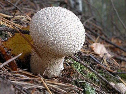 Лечебные свойства гриба дождевика