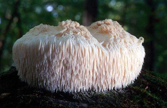 Малоизвестный гриб львиная грива
