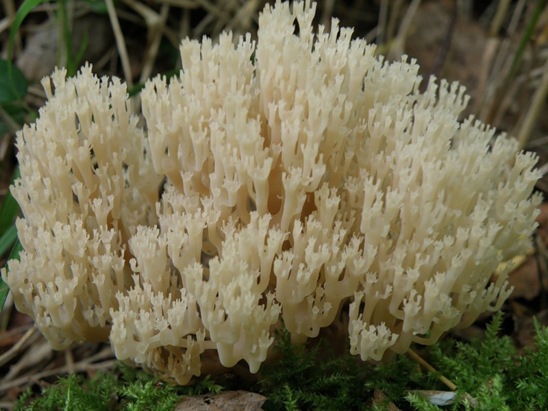 Условно съедобный гриб коралл беловатый