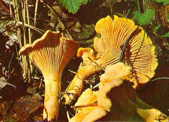 Лечебные свойства гриба лисички