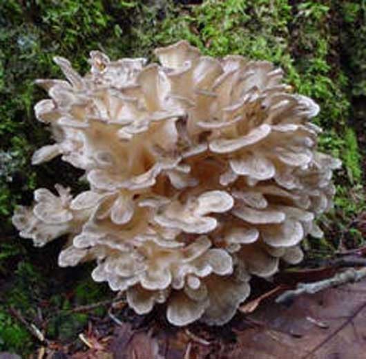 Лечебные свойства гриба мейтаке