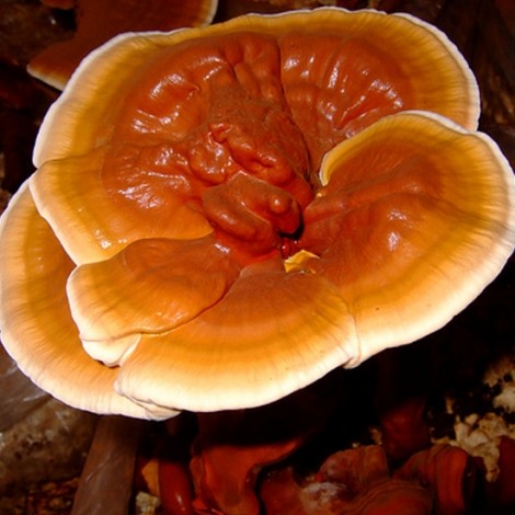 Лечебные свойства гриба рейши