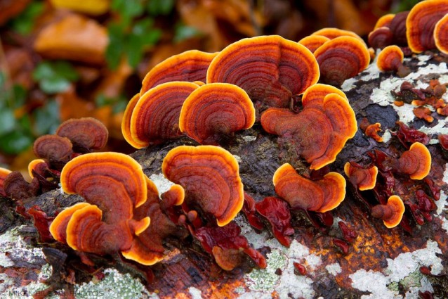Необычный гриб траметес разноцветный