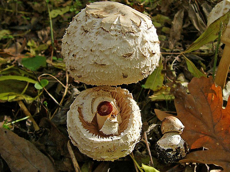 Виды съедобных грибов зонтиков