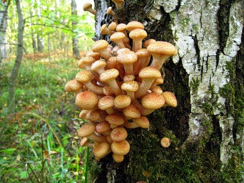 Сбор грибов в грибную пору