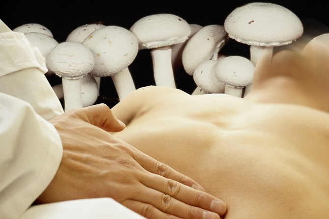 Факты про грибы