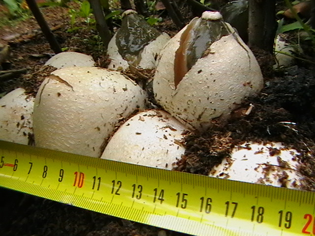 Роль грибов в жизни леса